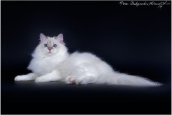 Аксинья Царь-Кошка, 1 год и 2 месяца