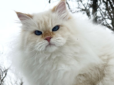 Варя для кошек
