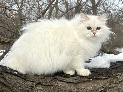 Варя для кошек